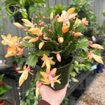 Yellow Christmas Cactus Plants Live, Thanksgiving Cactus Easter Cactus Plants Live, Well-Rooted Cold Hardy, Holiday Cactus for Indoor Outdoor Planting, 4-8 Inc Tall, Starter Tree
