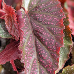 Pack 2 Begonia Live Plant, Tropical Begonia Houseplant, 5-9 Inch Tall, Pink Leaf with White Spots