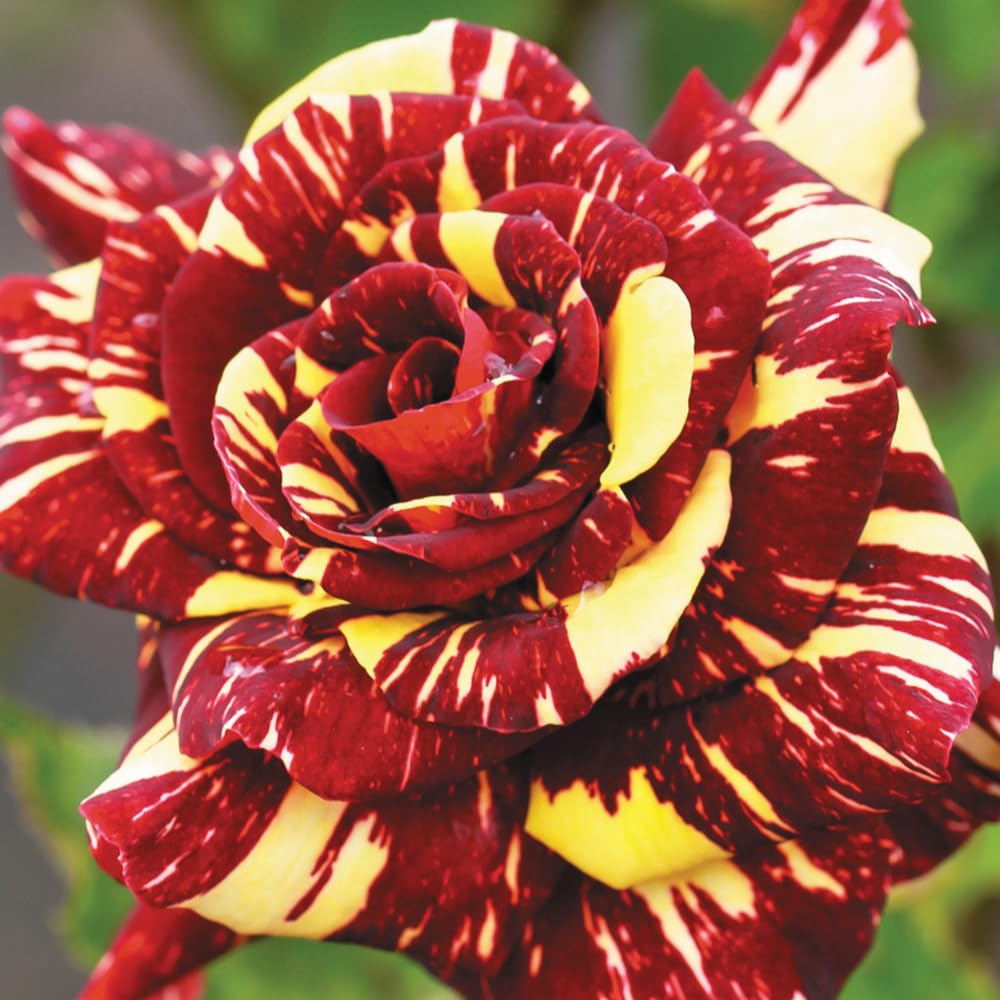 Rose Bush Live Plant for Gardening, Hardy Fragrant Rose Flower Plant, 5 to 10 Inch Tall, Ideal for Outdoor Planting (Rare Red Yellow Rose)