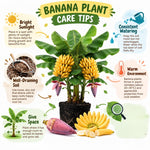Double Banana Tree Live Plant, Edible Fruit, 4-6" Tall