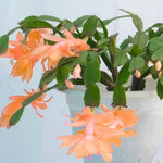 Thanksgiving Cactus Live Plant Size 5-9", Holiday Christmas Cactus Plants Live, Winter Bloom, Indoor Planting, Ready to Blooms (Peachy Yellow), No Pot