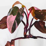 Philodendron Plant Live, Rare Variegated Philodendron Houseplant for Planting, Home Office Decor 4 to 8 Inches (Pink Variegated)