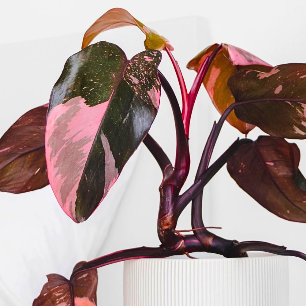 Philodendron Plant Live, Variegated Philodendrons, Tropical Houseplant Well Rooted 4-8 Inches (Pink Philodendron)
