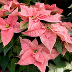 2 Poinsettia Plants Live, Peach Poinsettia Flowers Christmas Decorations, Holiday Houseplant, Poinsettias Trees Plants, No Pot, 5-9" Tall