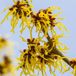 Witch Hazel Bush Shrub Plant, 1 Year Old Witch-Hazel Tree Live Plant Bare Root, Ready to Plant Outdoor, 6" to 1 Ft Tall