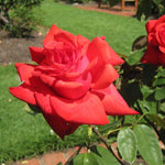 Rose Bush Live Plant, Fragrant Hybrid Tea Rose Flowers Well Rooted Plant, 5-10 Inc Tall for Planting Indoor Outdoor (Orange Red Rose)