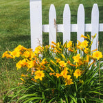 Set 10 Golden Yellow Daylily Bulbs for Planting, Hardy Perennial Lily Roots for Colorful Summer Blooms