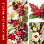 Hardy Hibiscus Plants Live, Red Roselle Hibiscus Flowers Plant from 4-6 Inches Tall, Hibiscus Sabdariffa