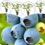 3 Sweet Blueberry Bushes Seedlings, High-Yield Blueberry Trees Live Plants, 6 Months Old, Starter 3-6" in Tall, Cold Hardy Zones 4-7