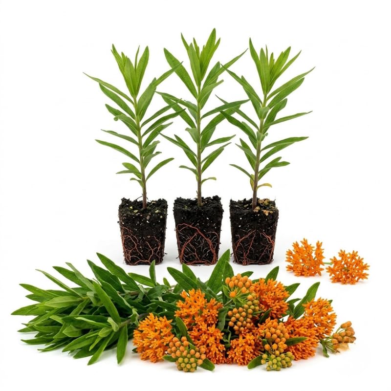 3 Orange Milkweed Plant Live, Asclepias Tuberosa Butterfly Bush, 4-8"