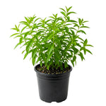 Lemon Verbena Plant, Lemon Verbena Live Plant, 2-5 Inc Tall, Fragrant Culinary and Tea Herb for Garden and Patio