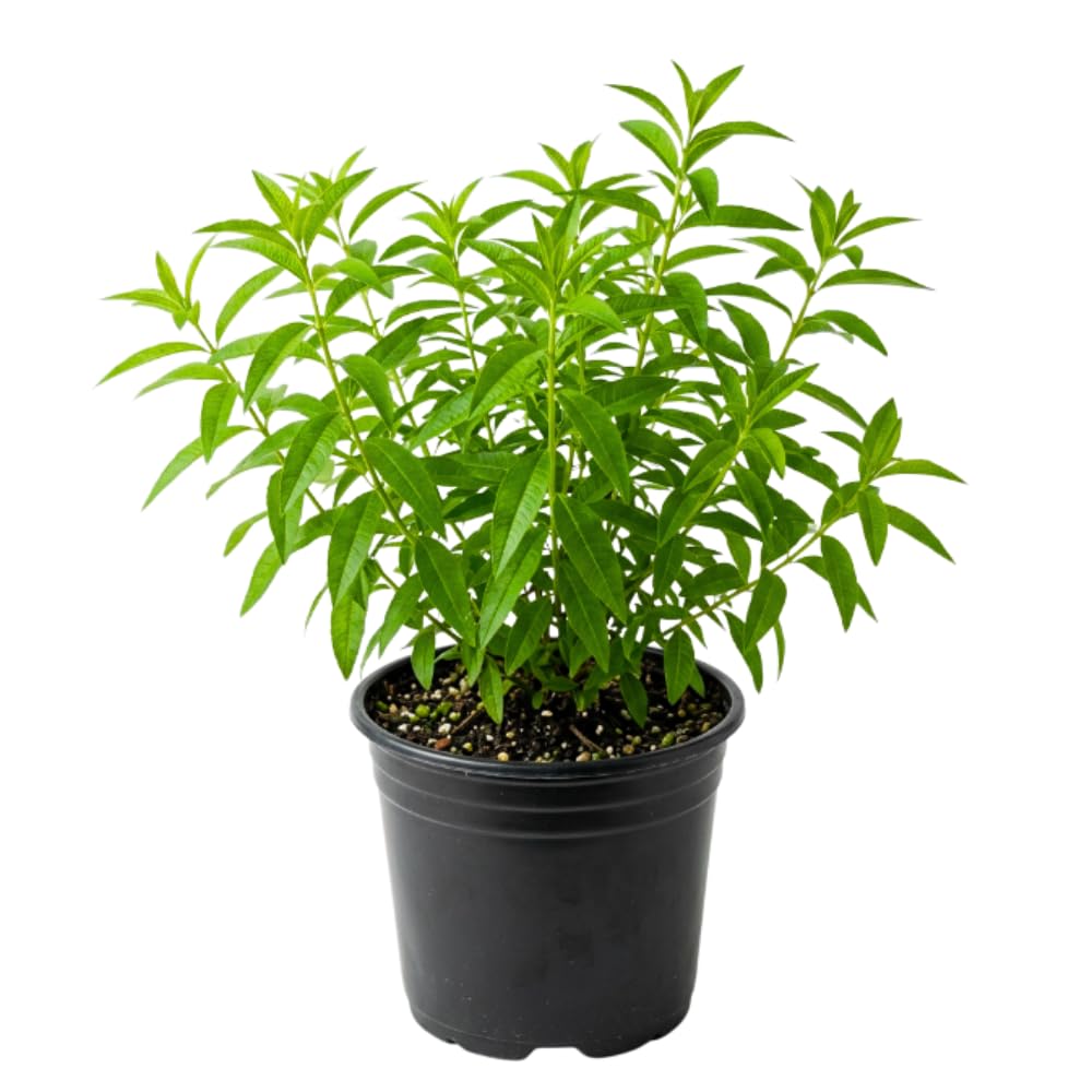 Lemon Verbena Plant, Lemon Verbena Live Plant, 2-5 Inc Tall, Fragrant Culinary and Tea Herb for Garden and Patio