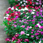 4 Pots Mix Vinca Plants Live, 4-6" Tall Ground Cover Vinca Flowers for Outdoor Garden, Landscape, Containers