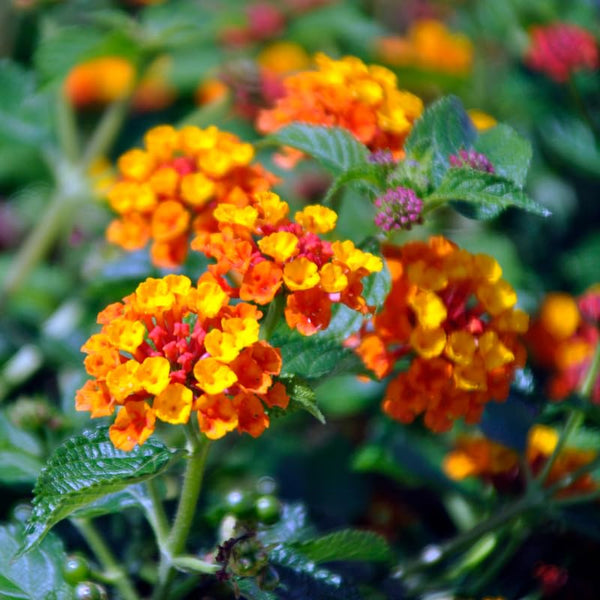 4 Lantana Plants Live for Planting, Fragrant Lantana Live Plant to Grow Indoor Outdoor, Lantana Flowers Perennial, 4-8" Tall (Orange Lantana)
