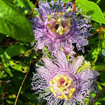 Passion Flower Plant Live, 5 to 8 Inch Tall Passiflora Vine, Fragrant Climbing Plant for Garden or Trellis, No Pot, Well-Rooted (Light Purple Passion Flower)
