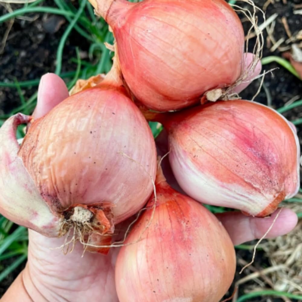 Set 8 Egyptian Walking Onion Live Plants, 1 Year Old Perennial Onions Plants Roots, Winter Allium Vegetables, Outdoor Planting