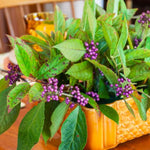 Beautyberry Plant Live, Purple Beautyberries Srhub Bush 4-8'' Tall, Indoor Outdoor Growing
