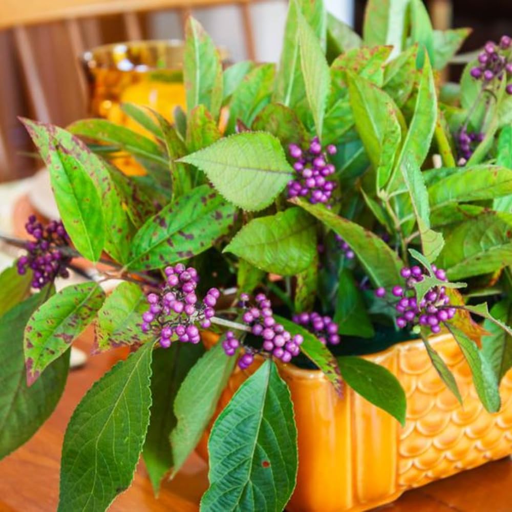 Beautyberry Plant Live, Purple Beautyberries Srhub Bush 4-8'' Tall, Indoor Outdoor Growing