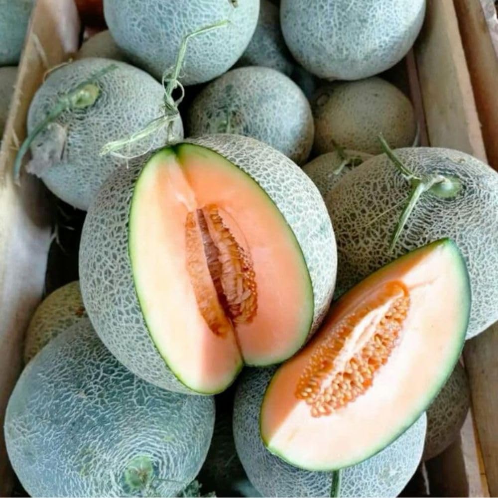 2 Live Melon Plant Per Pot, 3–5 Inch Height, Sweet Melon Fruit Vine Plant for Home Gardening