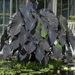 Black Elephant Ear Plants, Rare Colocasia Plant Live, Perennial Esculenta Taro Alocasia 4-8 Inch Tall, Indoor Outdoor Garden