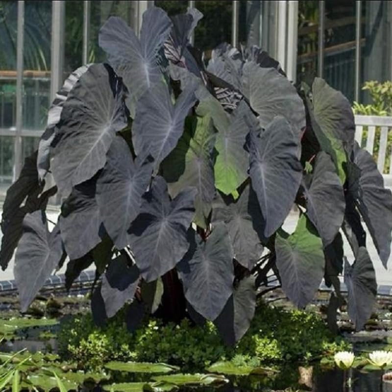 Black Elephant Ear Plants, Rare Colocasia Plant Live, Perennial Esculenta Taro Alocasia 4-8 Inch Tall, Indoor Outdoor Garden