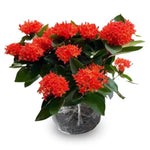 3 Live Ixora Plants, 5-7 Inc, Red Ixora Live Plant, Tropical Shrub Plant for Gardening