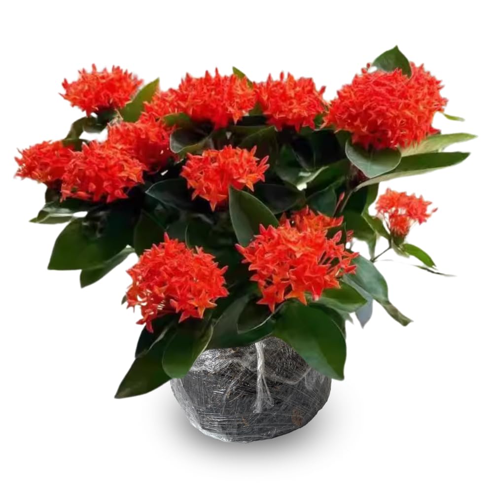 3 Live Ixora Plants, 5-7 Inc, Red Ixora Live Plant, Tropical Shrub Plant for Gardening