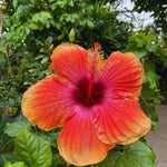 Hardy Hibiscus Plant Live, Yellow Orange Hibiscus Tree Live Plant from 8 to 10 Inches Tall, Perennial Hibiscus Flower