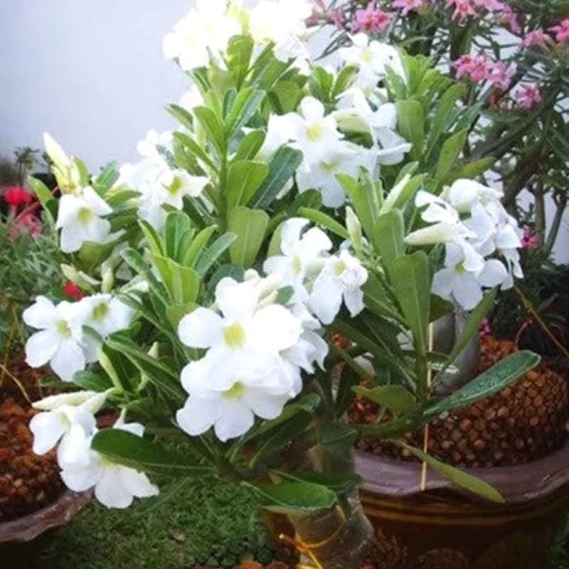 White Desert Rose Plant Live, 4-7" Tall, Adenium Obesum Well-Rooted Succulent for Indoor Outdoor Displays
