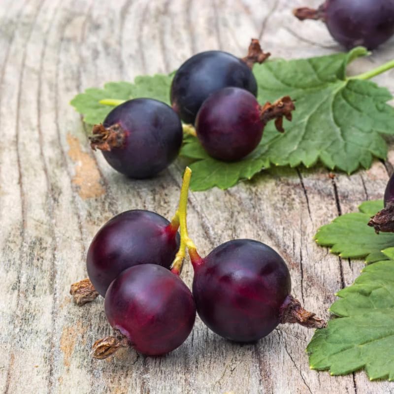 Gooseberry Tree Plant Live, Gooseberry Bush Live Plant, 5-9 Inch Tall, Gooseberry Plant Live for Planting Outdoors (Jeanne Gooseberry)