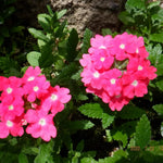 Set of 2 Pink Verbena Plant Live, Perennial Verbena Flowers, Pink Flower Plant, 5-7 Inches Tall for Outdoor Gardening