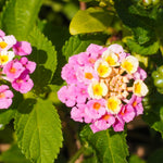 2 Lantana Plants Live for Planting Indoor Outdoor, 4-8" Tall, Fragrant Lantana Flowers Perennial to Grow (Pink Lantana)