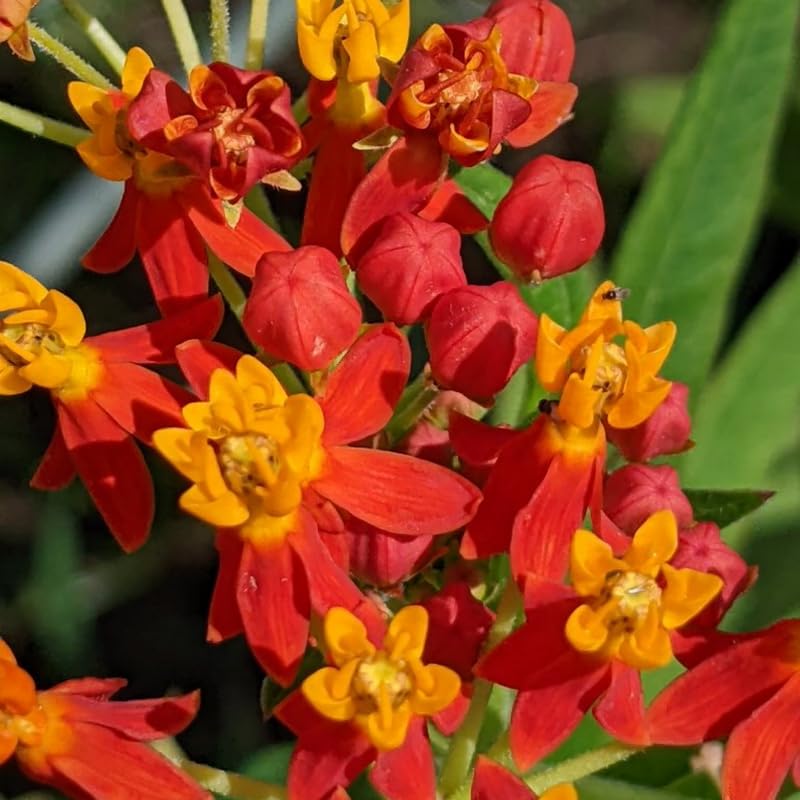 4 Milkweed Plants Live, Tropical Butterfly Milkweed Asclepias Tuberosa Perennial Wildflowers Swamp Common Bush, 5-9" in Tall, No Pot