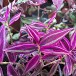 Pink Wandering Jew Plants, Tradescantia Plant in 3 Inch Pot, Live Trailing Houseplant - Easy Care Indoor Wandering Jew Plant