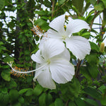 Hibiscus Plant Live, Hardy Hibiscus Tree Live Plant from 4 to 8 Inches in Height, Perennial Hibiscus Flower, White Flower