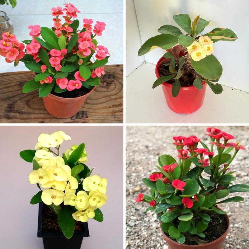 Hardy Crown of Thorn Live Plant, Random Euphorbia Milii Tree, 1 Year Old Plant, 5-10 Inches in Tall, No Pot, Indoor Outdoor Décor Succulent Cactus