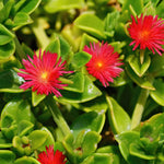Red Ice Plant Live, Perennial Ice Plant Ground Cover for Planting 4 Inch Pot