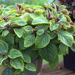 Set 4 Plectranthus Swedish Ivy Plants Live Houseplant, in 4 Inch Pot, Swedish Ivy Live Plants, 4 to 6 Inch Tall, Swedish Ivy Vine (Purple Swedish Ivy)