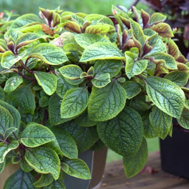 Set 4 Plectranthus Swedish Ivy Plants Live Houseplant, in 4 Inch Pot, Swedish Ivy Live Plants, 4 to 6 Inch Tall, Swedish Ivy Vine (Purple Swedish Ivy)