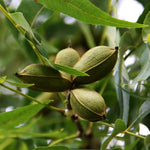 Set 2 Pecan Nut Trees Live Plants, Pecan Bare Roots for Planting 12 to 16 Inch Tall, Winter Dormant