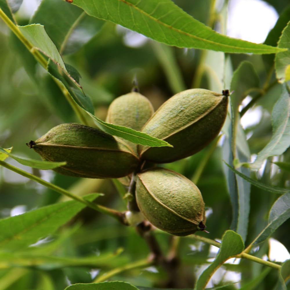 Set 2 Pecan Nut Trees Live Plants, Pecan Bare Roots for Planting 12 to 16 Inch Tall, Winter Dormant