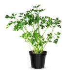 4 Parsley Live Plants, 3 to 5 Inc Tall, Live Parsley Plant Pot, Parsley Plants Live, Parsley Starter Plant