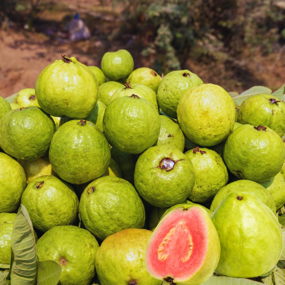 Pink Guava Tree Live Plant, 6-11'' Tall, Guava Plant Live, Sweet Fruit Cold Hardy Garden Backyard Orchards
