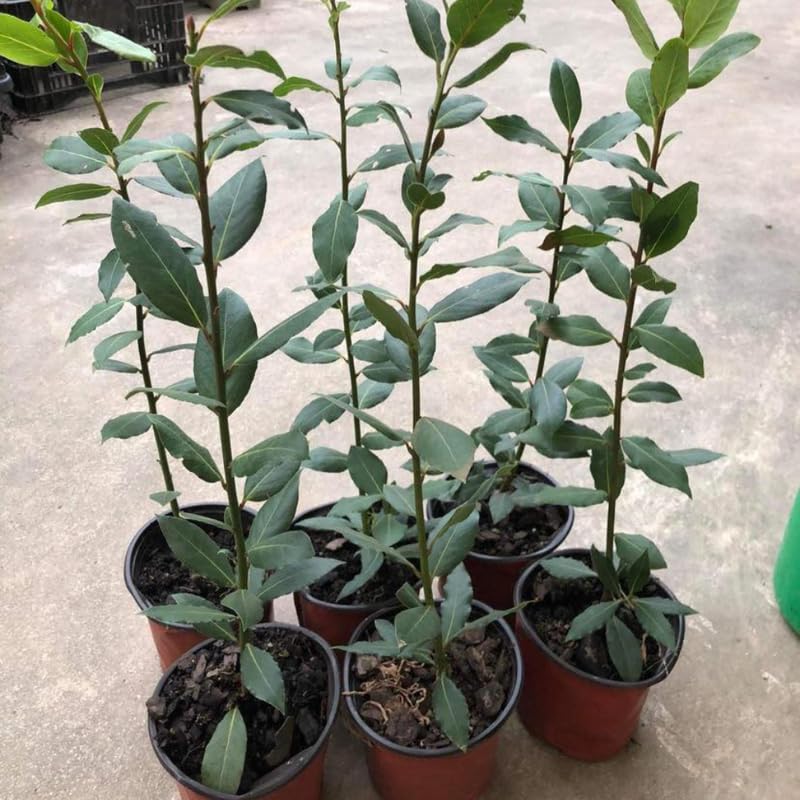 Sweet Bay Leaf Tree, Bay Laurel Laurus Nobilis Herbs, 5-8" Tall Well-Rooted for Culinary Gardens