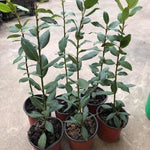 Laurus Nobilis Bay Leaf Tree Live Plant, 4-8 Inch Height, Sweet Bay Green Foliage for Outdoor Displays