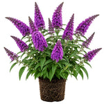 2 Dark Purple Butterfly Bush Plants Live, Vibrant Buddleia Plants 4-7 Inches, Colorful Flowering Shrub for Outdoor Garden