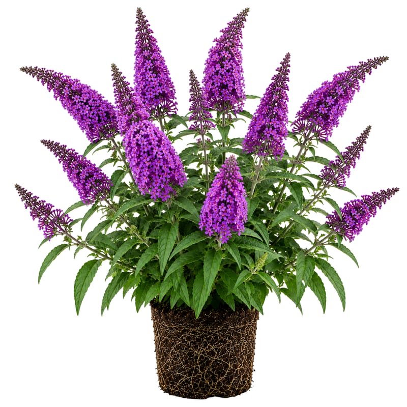 2 Dark Purple Butterfly Bush Plants Live, Vibrant Buddleia Plants 4-7 Inches, Colorful Flowering Shrub for Outdoor Garden