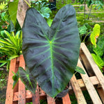 Elephant Ear Plants, Rare Colocasia Plant Live, Perennial Esculenta Taro Alocasia 4-8 Inch Tall, Indoor Outdoor Garden (Glossy Black)