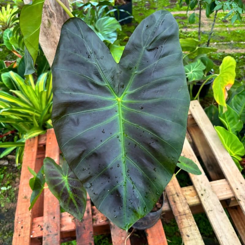 Elephant Ear Plants, Rare Colocasia Plant Live, Perennial Esculenta Taro Alocasia 4-8 Inch Tall, Indoor Outdoor Garden (Glossy Black)