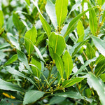 Sweet Bay Leaf Tree, Bay Laurel Laurus Nobilis Herbs, 5-8" Tall Well-Rooted for Culinary Gardens
